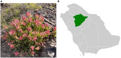Bioactive profiling of Rumex vesicarius L. from the Hail region of Saudi Arabia: a study on its phytochemical and elemental analysis, antibiofilm, antibacterial, antioxidant properties, and molecular docking analysis
